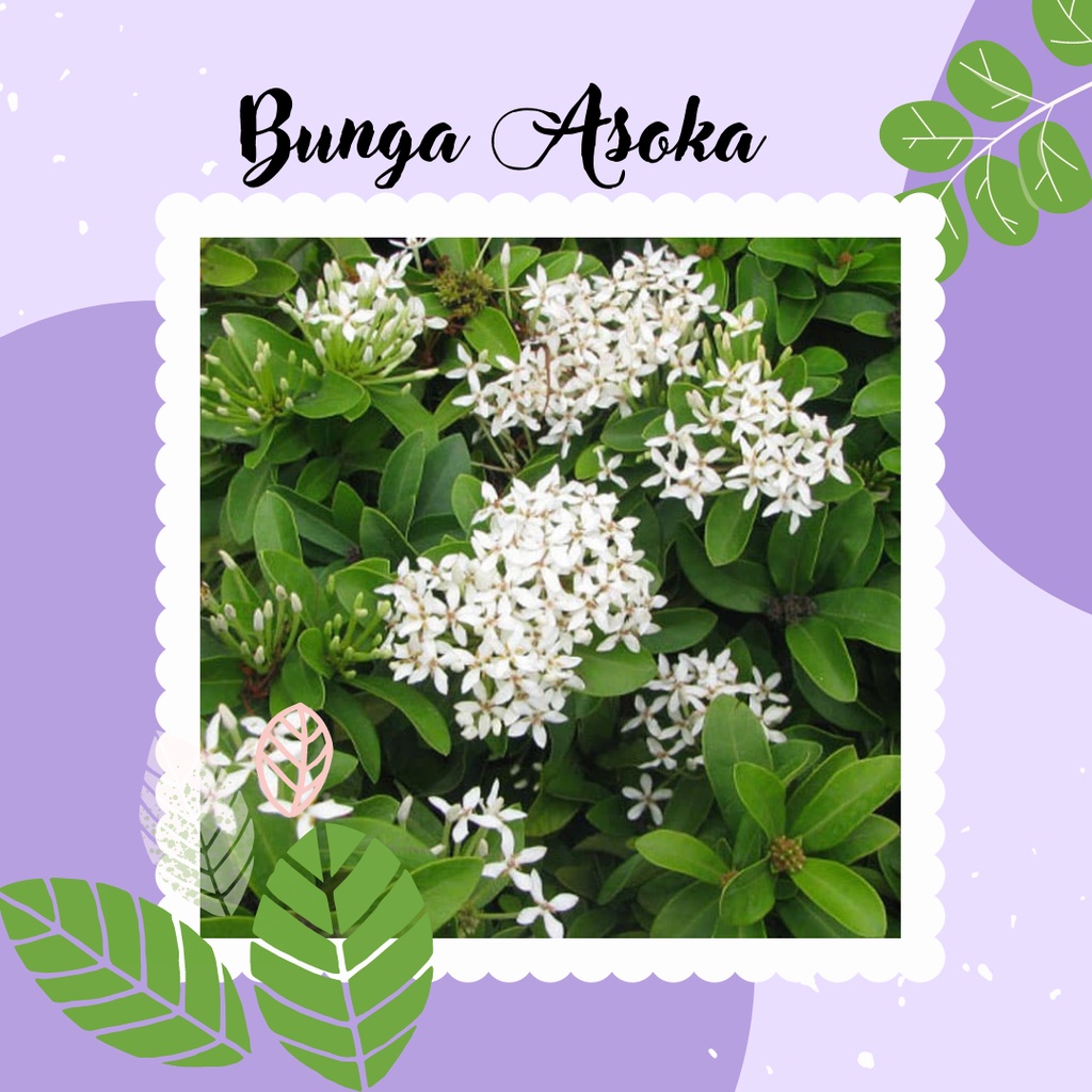 Tanaman Asoka Bunga Asoka Putih Bibit Pohon Asoka Putih