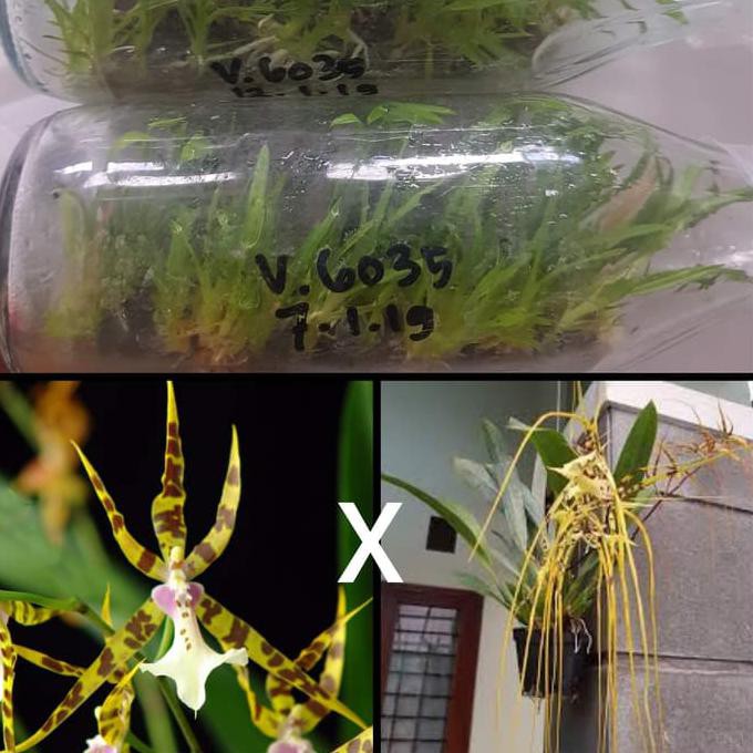 Ready Oke] Bibit Anggrek Spesies Dalam Botol - Onci Aliciara Spider X Brassia