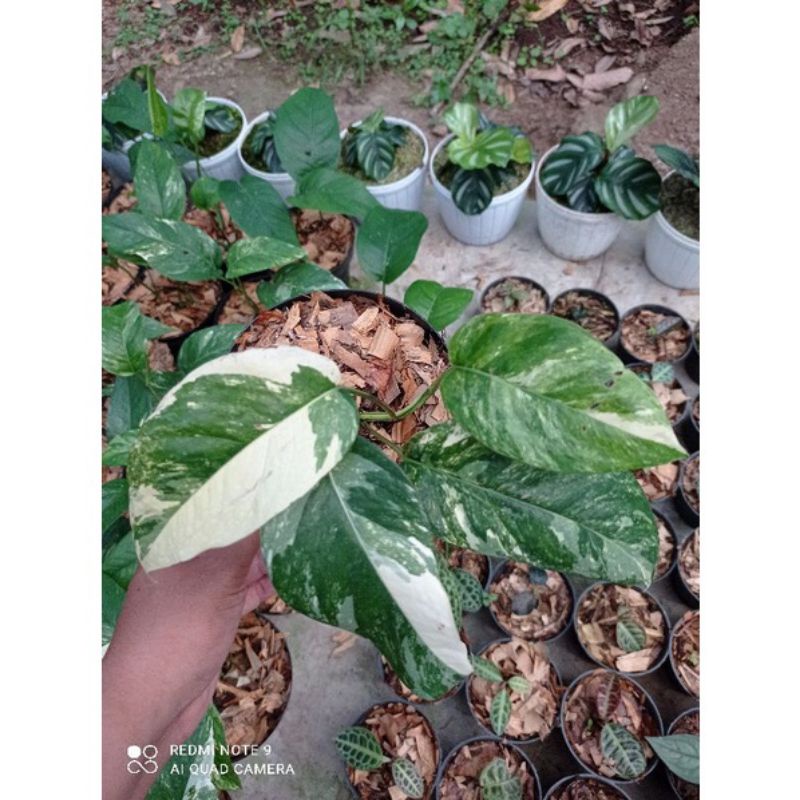 epipremnum variegata/ pinatum  variegata promo murah