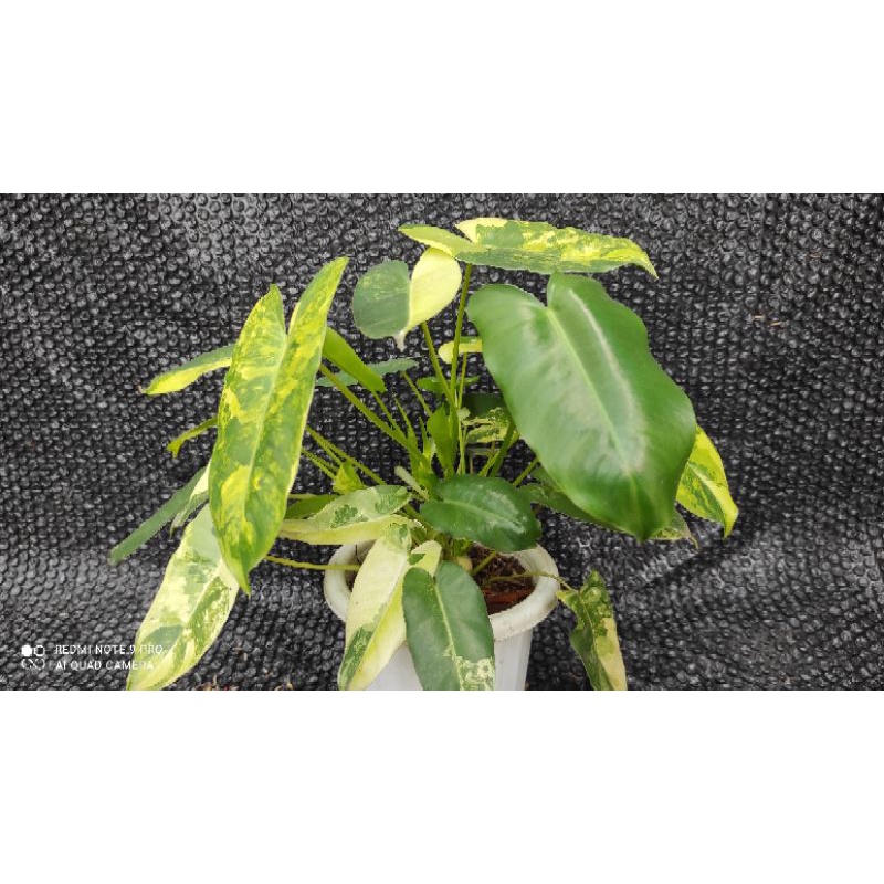 philodendron burle marx varigata dewasa rimbun