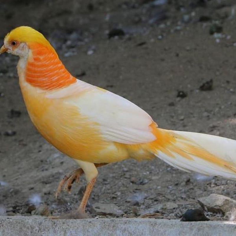 

telur ayam hias peach Pheasant