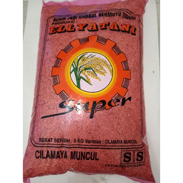 benih padi cilamaya muncul