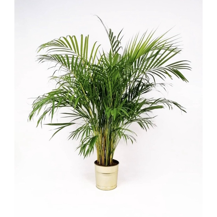 Tanaman hias indoor palem kuning pohon palem kuning sudah besar dan rimbun-tanaman hidup murah-tanam