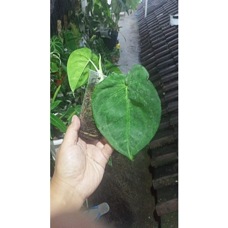 Syngonium Frosted Heart