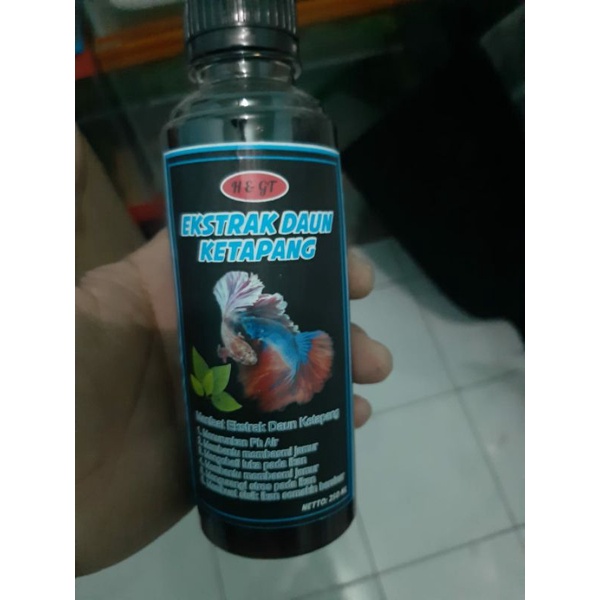 ekstrak daun ketapang asli kemasan botol 250ml pekat