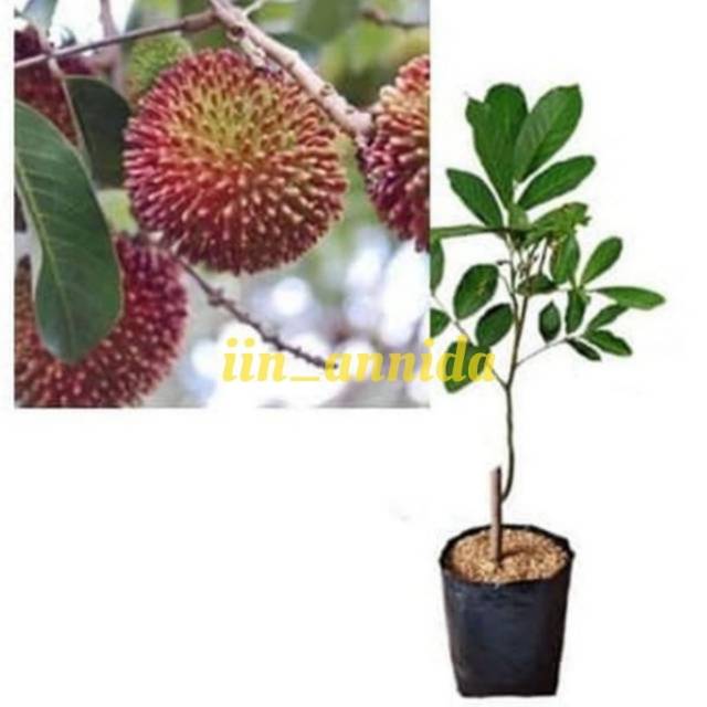 Bibit tanaman rambutan rapiah/rambutan/bibit buah rambutan murah . bibit unggul