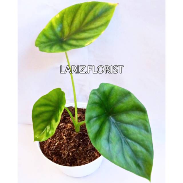 Alocasia Tengkorak Hijau - Keladi Tengkorak Hijau