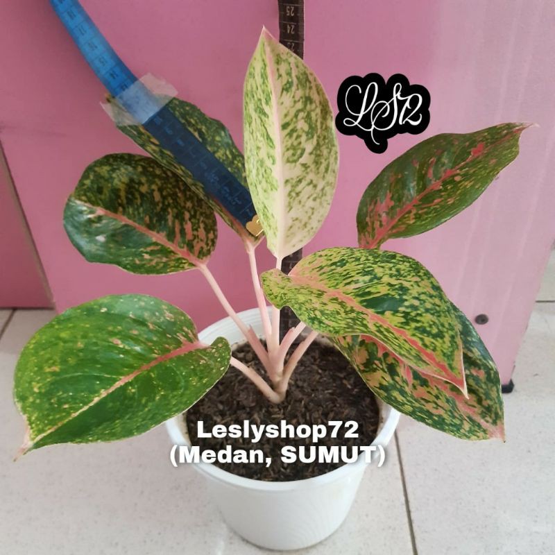 Aglonema Striptis Remaja,daun 5 - 7