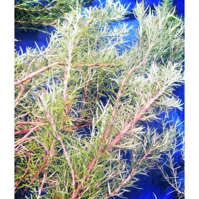 

Rosemary 100 gram Dried Fresh pick