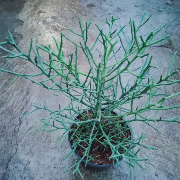 

pohon hias patah tulang silver