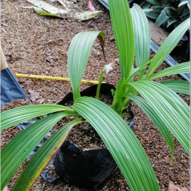 Tanaman Hias Anggrek Tanah bunga anggrek tanah bunga ungu kuning dan putih