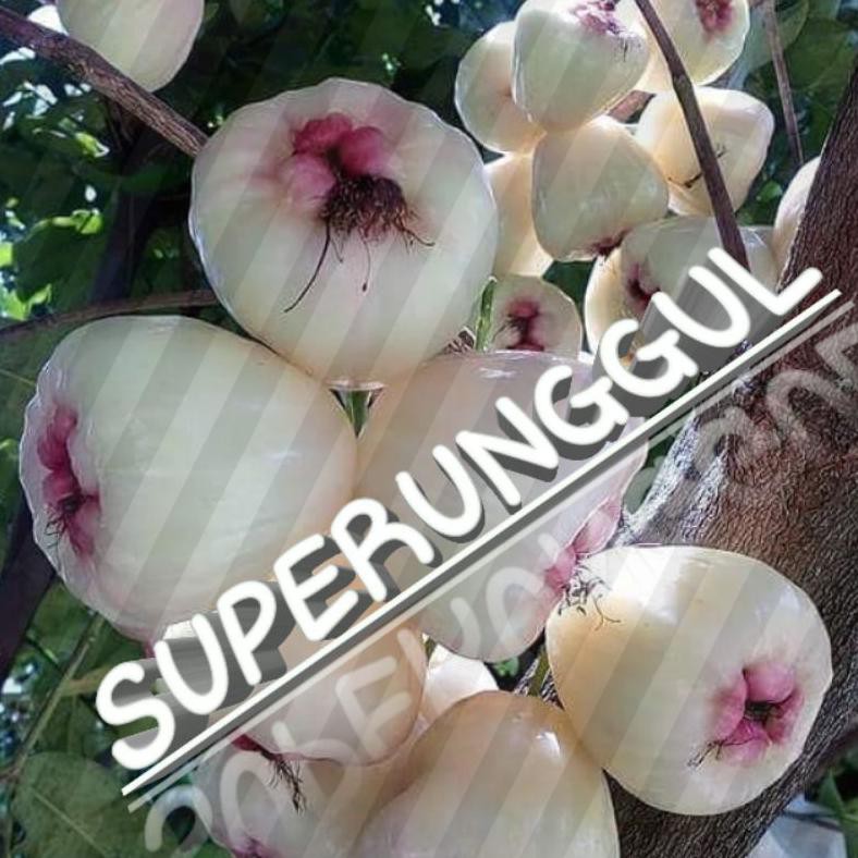 Bibit Jambu air  madu susu