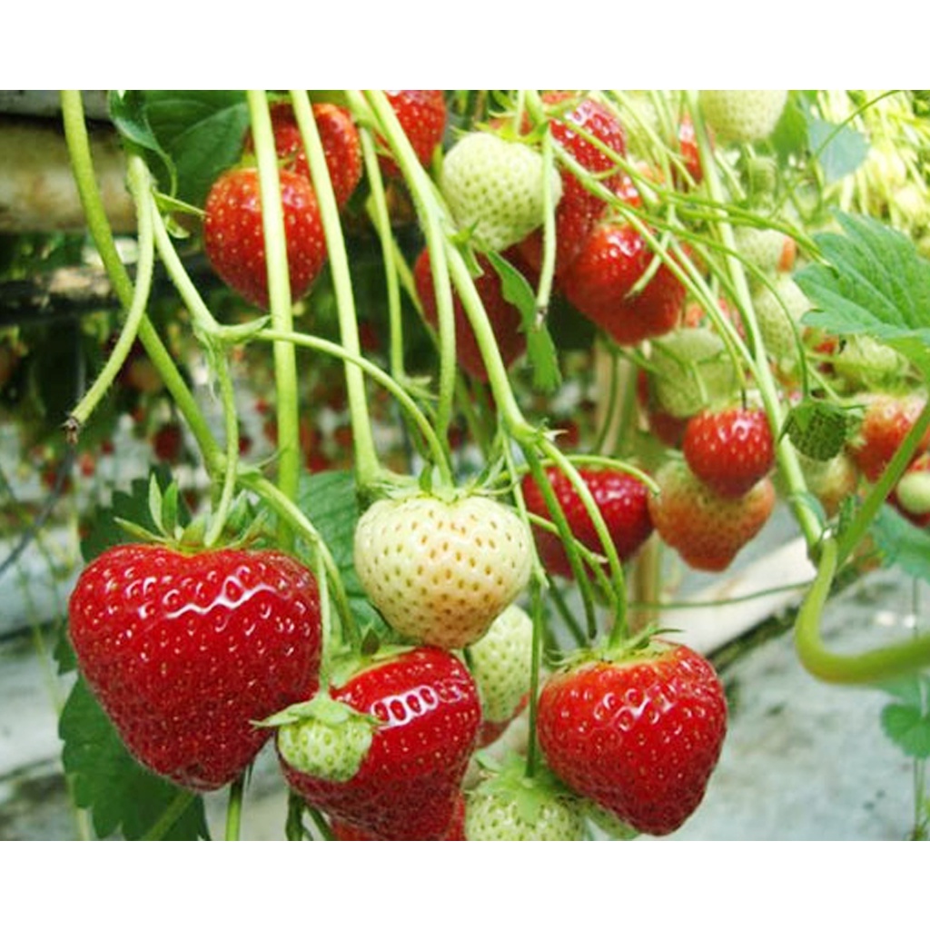 Paket Bibit Tanaman Strawberry Mencir Varietas Dataran Rendah Gagang Panjang Isi 10 Gratis 1