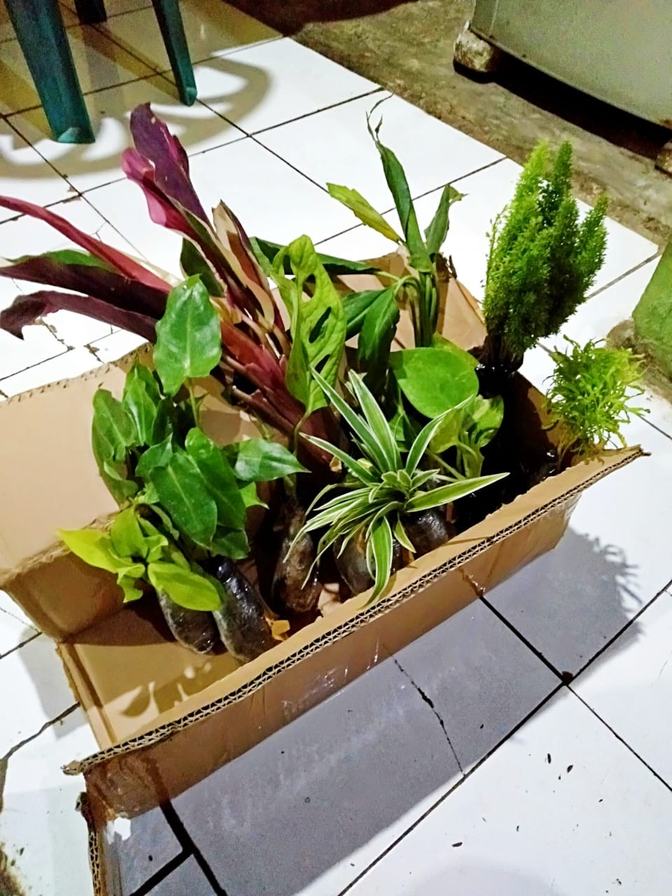 Tanaman Hias Peace Lily Sepatu Phylum Pohon Sepatu Pilem