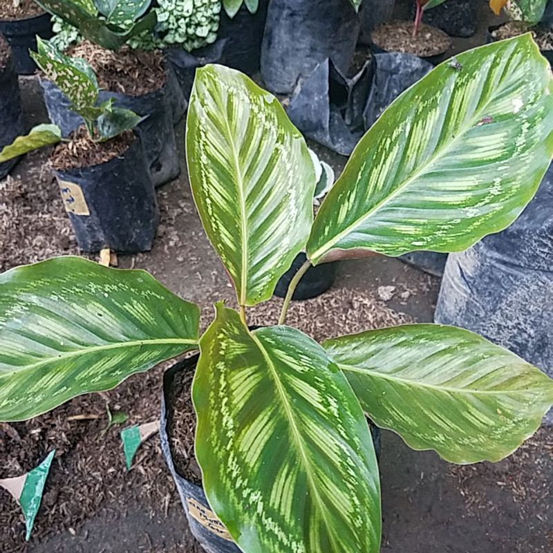 Tanaman hias calathea libyana