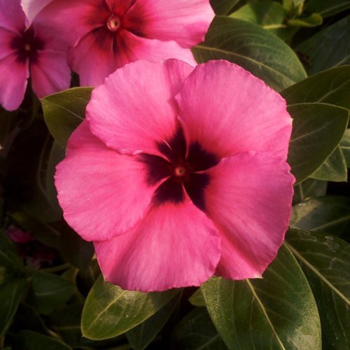 T15 BIJI BENIH VINCA RASPBERRY TATTO ISI 10 BIJI VINCA TEGAK VINCA SEEDS