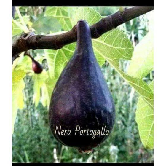 bibit buah tin fc nero portugalo