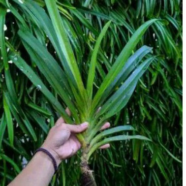 Anggrek ekor tupai dewasa