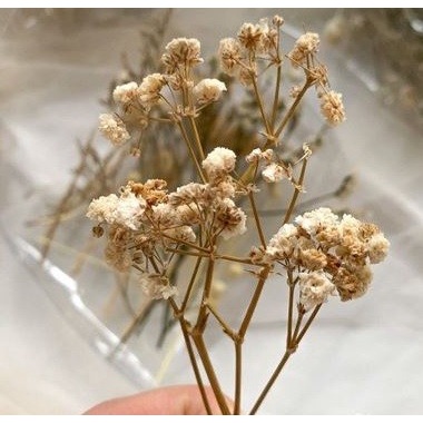 Five Dried Flowers Bundle - Paket Lima Bunga Kering