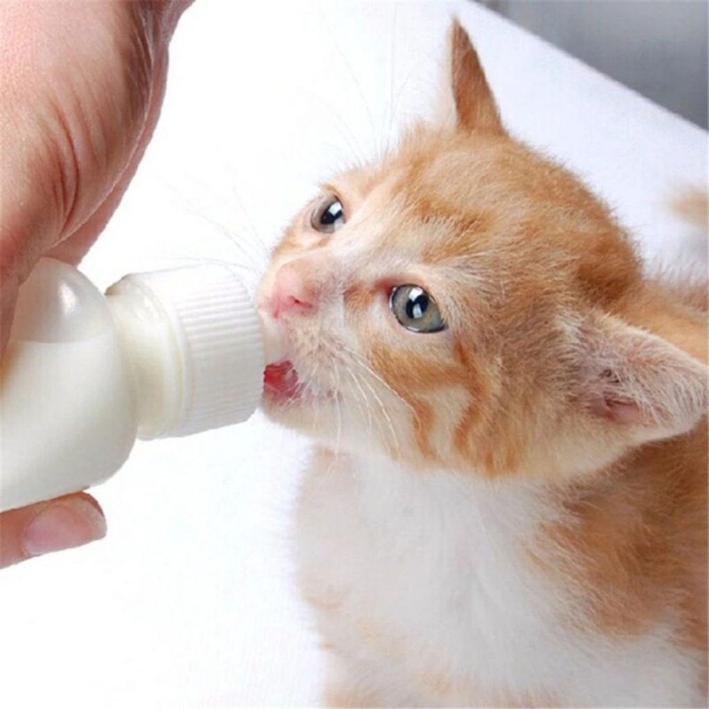 Botol Dot Kucing Botol Susu Kucing Botol Susu Anjing 60ML Kitten Dot PREMIUM QUALTY FEFARM