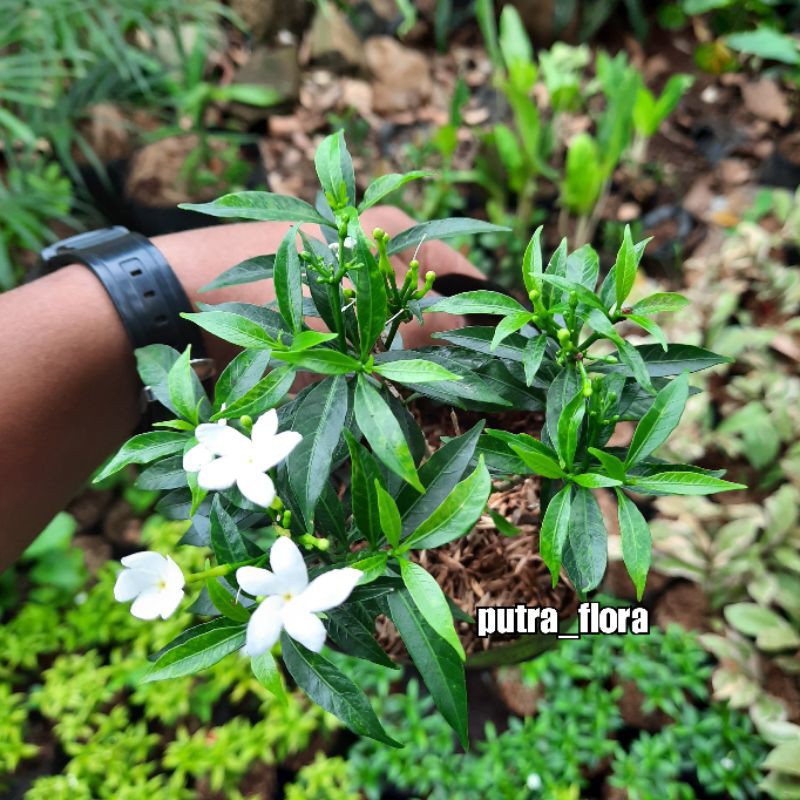 tanaman bunga rombusa mini rombusa hijau