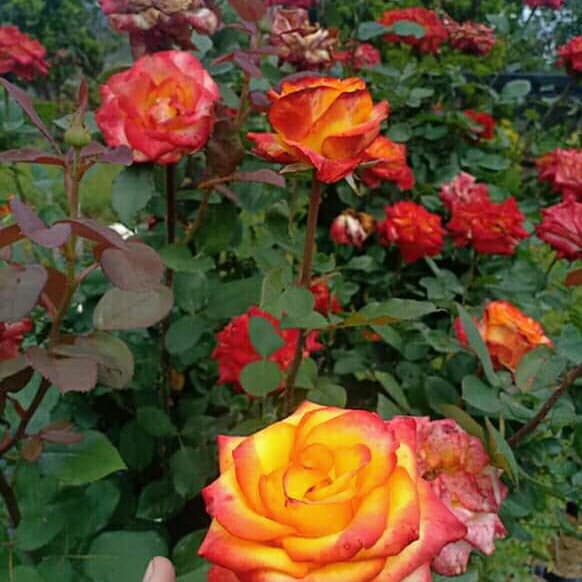 BIBIT BUNGA MAWAR RAMBAT