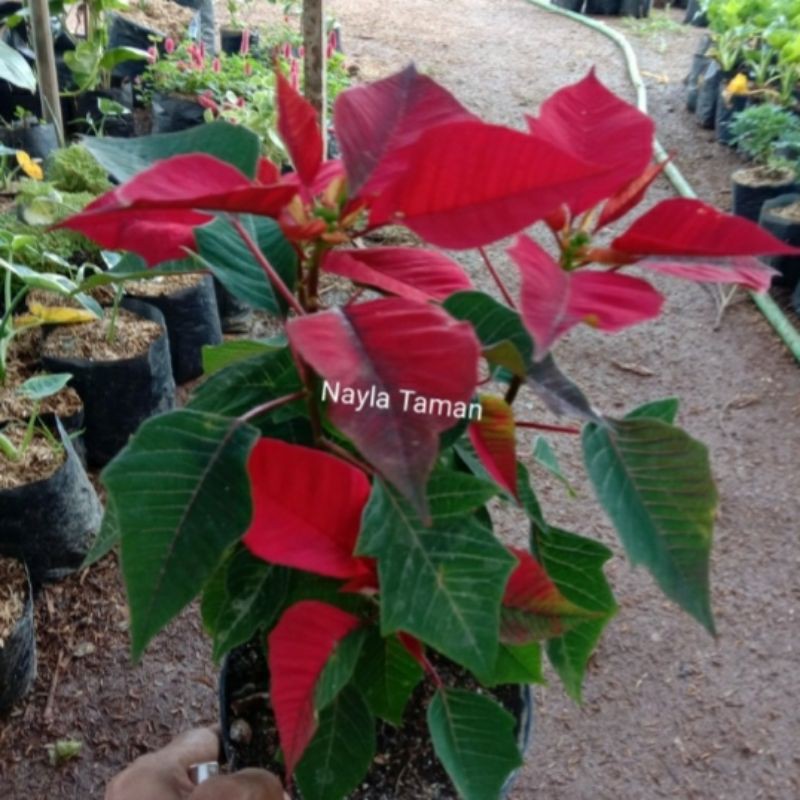 Tanaman Hias Kastuba Merah- Pohon Kastuba Merah