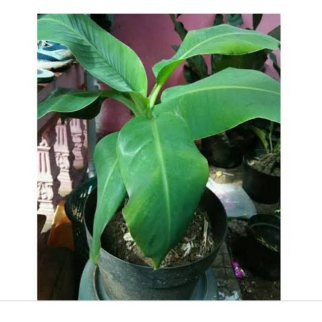 BIBIT BUAH PISANG BRAZIL/BIBIT BUAH PISANG IMPORT (Pisang Mini) (bisa cod)