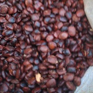 

Biji Asam Jawa Asli Kemasan 500 gram isi 600 biji