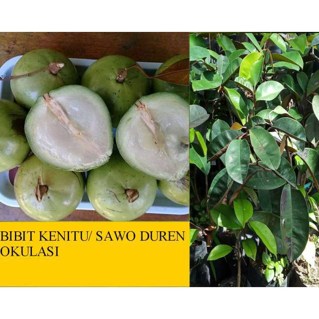 Bibit Buah Kenitu  //  Sawo Durian Berkwalitas