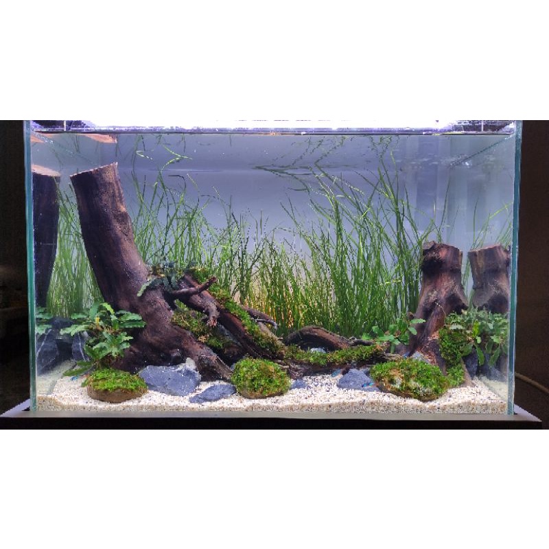 aquascape fullset tema natural PO