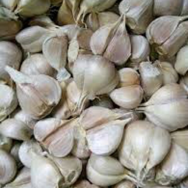 

Bawang Putih kating
