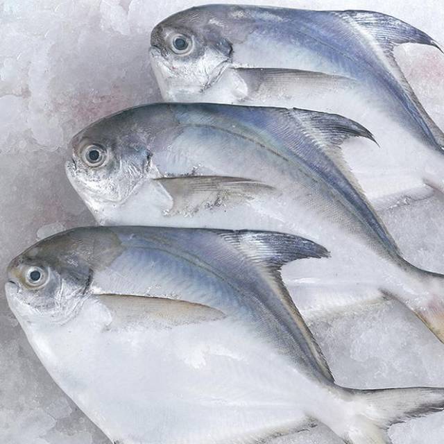 

Ikan Bawal Jepang FROZEN