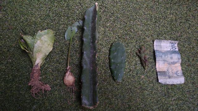 Tanaman Hias Sansivera Penyejuk,penyeteril Udara