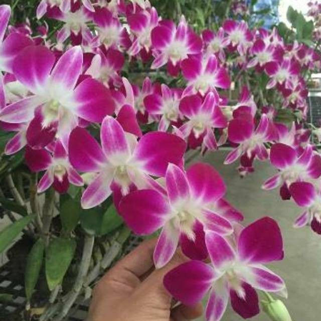 anggrek dendrobium sonia ersakul dewasaan