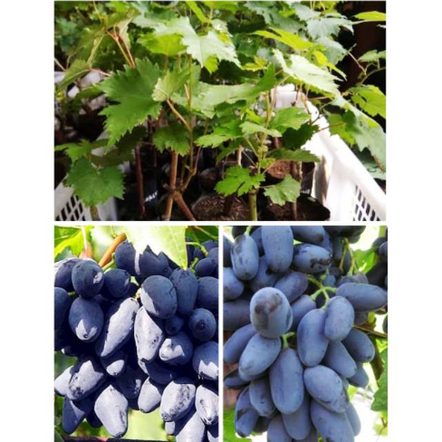 kebun anggur di indonesia