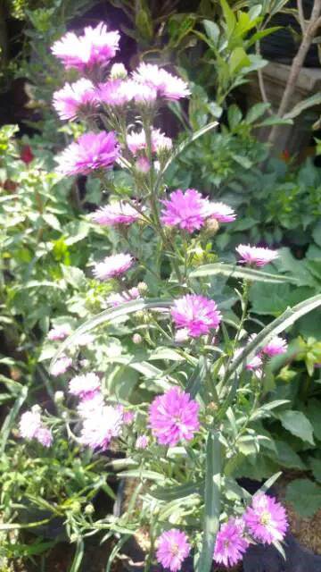 Bunga Aster Pikok tersanjung