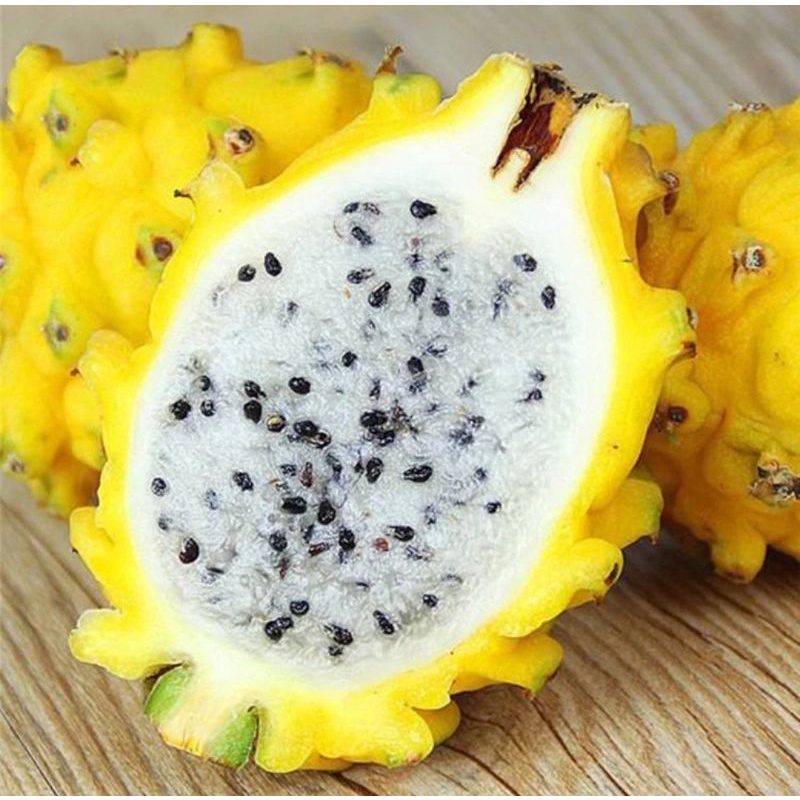 Benih Biji Buah Naga Putih Kulit Kuning