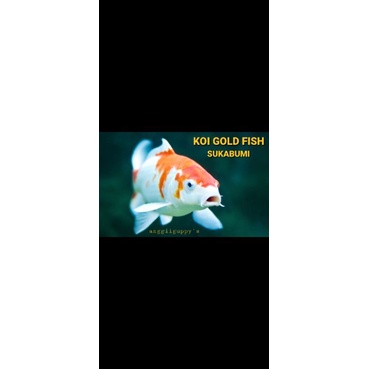 Ikan Hias Koi Kolam Sukabumi size 14-15cm