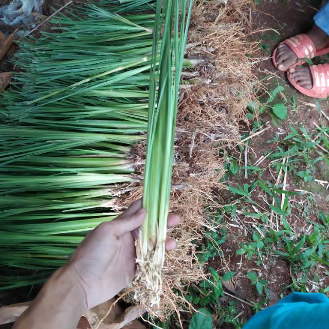 Bibit Rumput Vetiver Akar Wangi