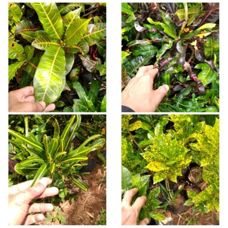 Tanaman hias 5 jenis puring