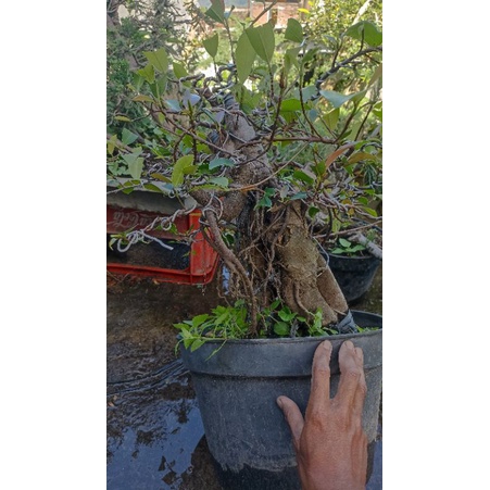 Jual Bahan Bonsai Beringin Iprik Prospek Besar Shopee Indonesia