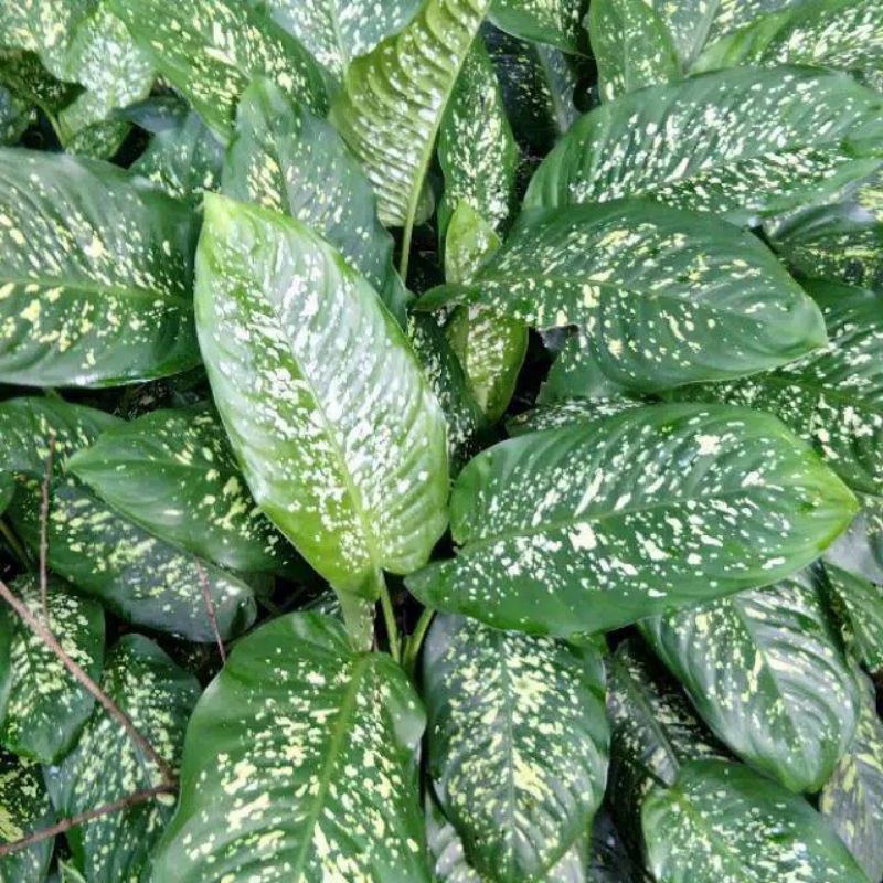 Bibit Daun Sri Rejeki / Dieffenbachia Picta Beras Wutah / Beras Kutah / Tanaman Hias / Bibit Tanaman