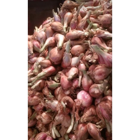 

BAWANG SUMENEP 250g
