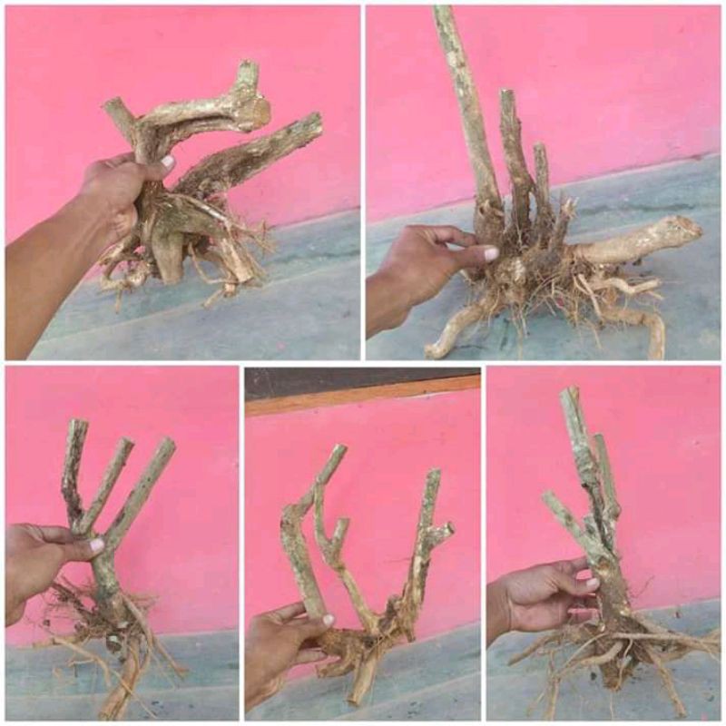 Bonsai lantana (dongkelan)