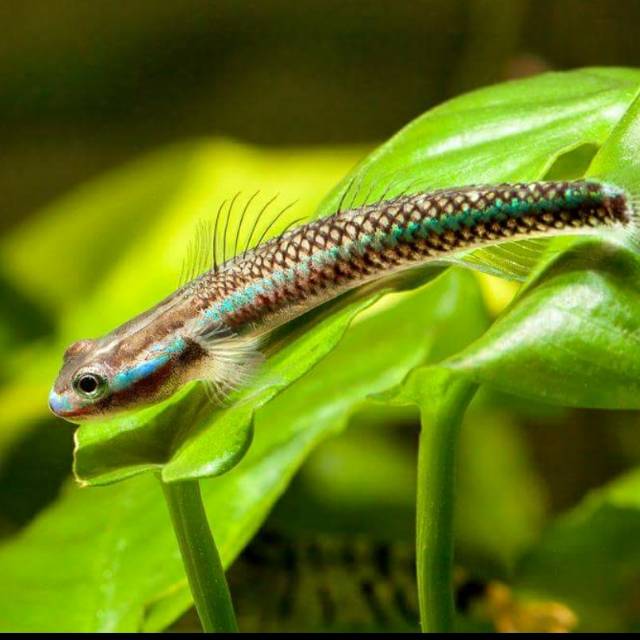 Ikan hias blue neon goby