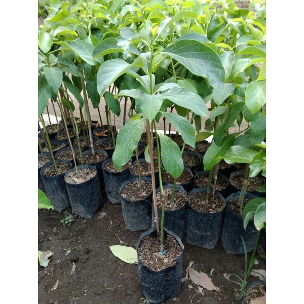 Bibit alpukat tanpa biji batang besar 1 meter, Varian Yamagata, Aligator, Miki, Markus juga ada