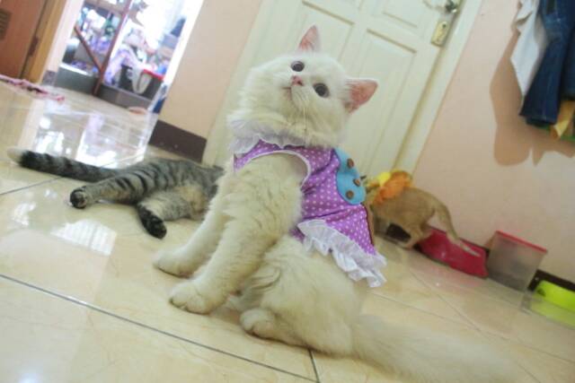 Baju cupcake ungu polkadot renda-renda untuk kucing dan anjing (baju kucing murah size S M L XL)