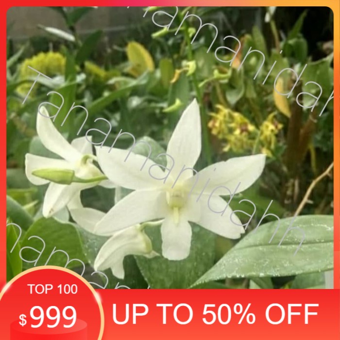 Bibit Anggerek Dendrobium White grace