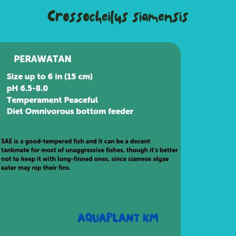 Terbaru Ikan Sae Siamese Algae Eater - Sae Original